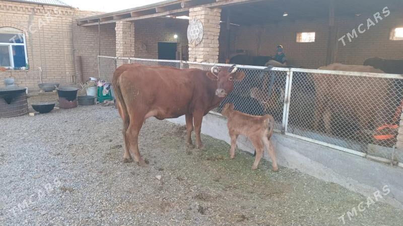 goleli sygyr - Мургап - img 3