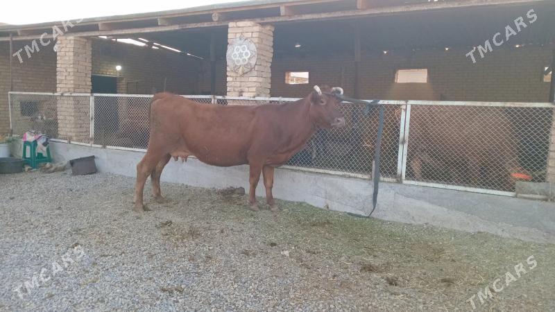 goleli sygyr - Мургап - img 4