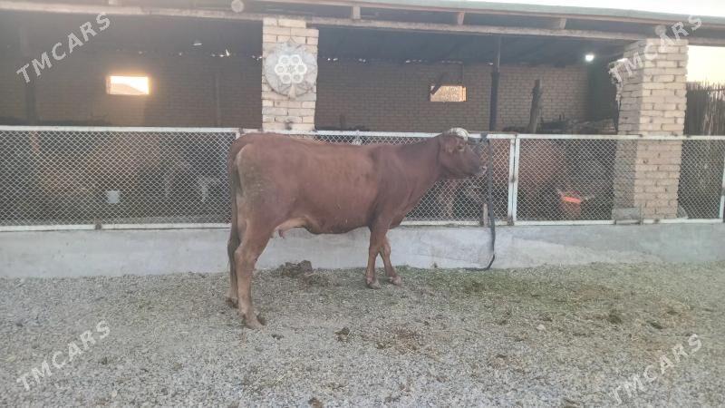 goleli sygyr - Мургап - img 5