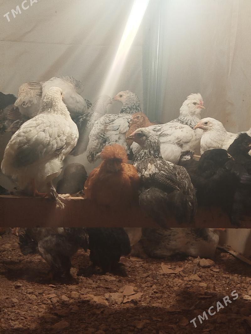 jüje - Ашхабад - img 3