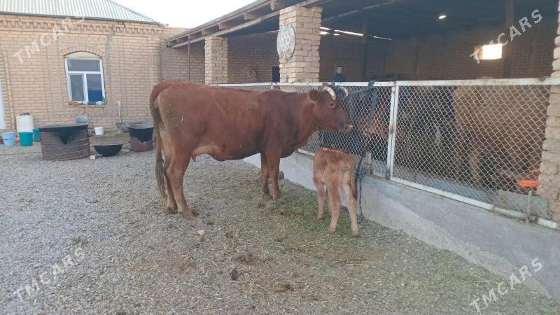 goleli sygyr - Мургап - img 1