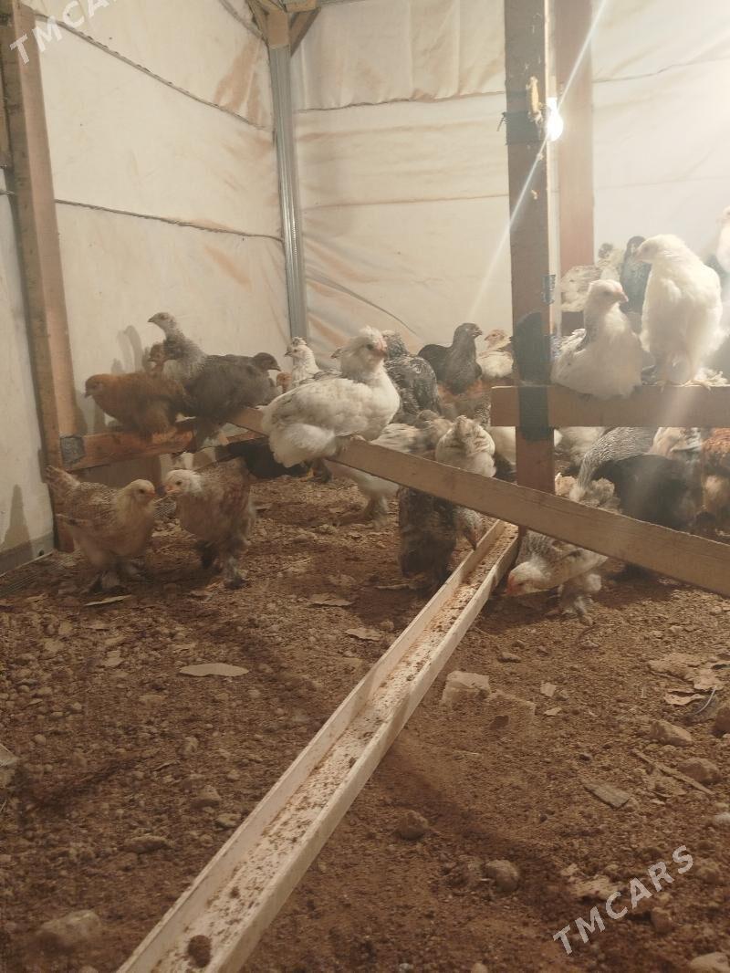 jüje - Ашхабад - img 7