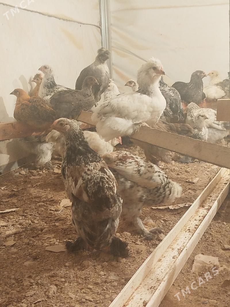 jüje - Ашхабад - img 5