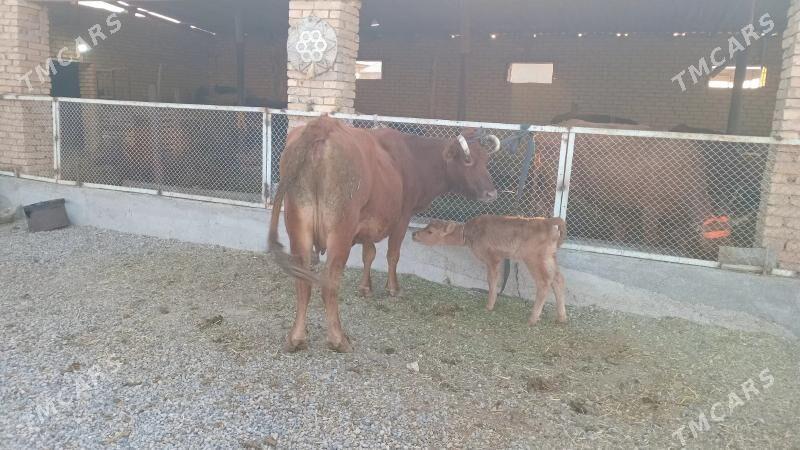 goleli sygyr - Мургап - img 2