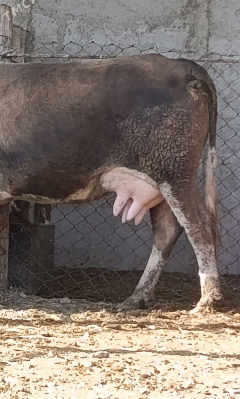 Göleli Sygyr - Гёкдепе - img 2