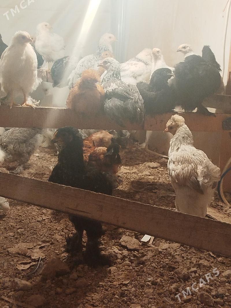 jüje - Ашхабад - img 6