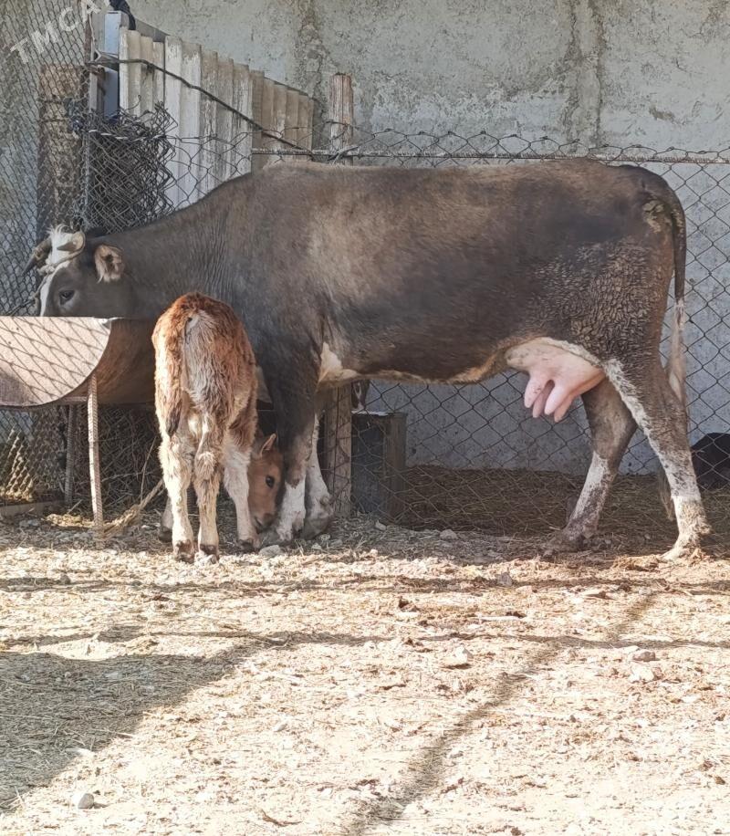 Göleli Sygyr - Гёкдепе - img 1