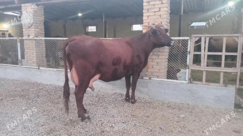 goleli sygyr - Murgap - img 2