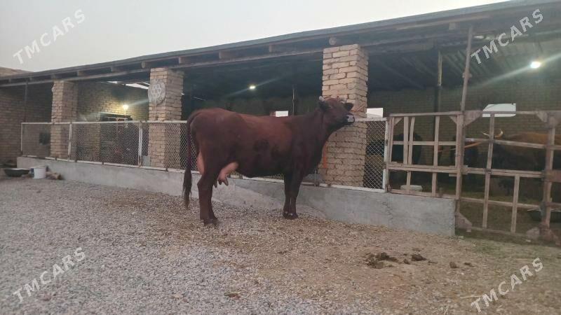 goleli sygyr - Murgap - img 1