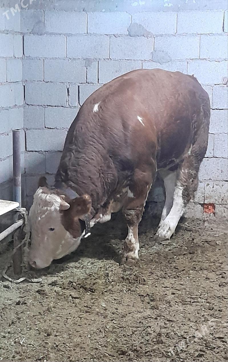 Simental Öküzler - Änew - img 3