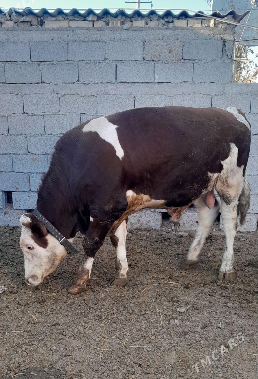 Simental Öküzler - Änew - img 6