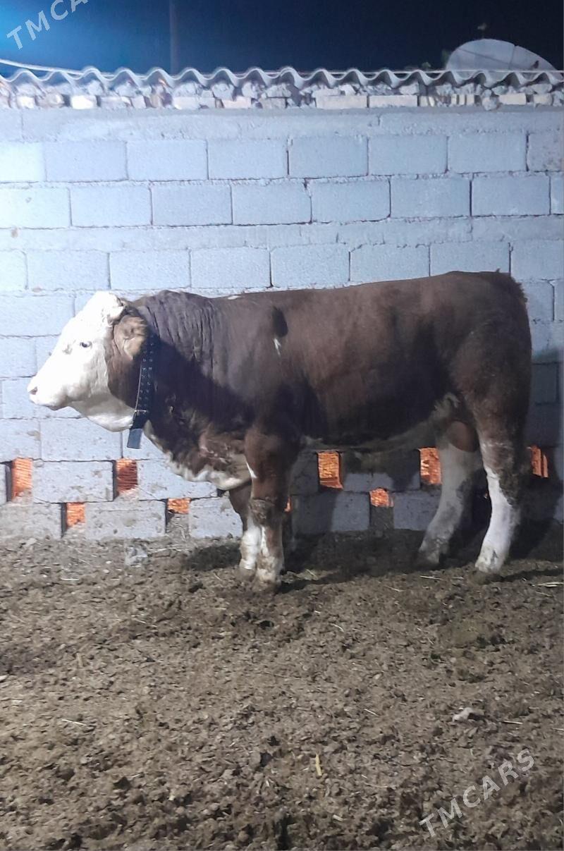 Simental Öküzler - Änew - img 2