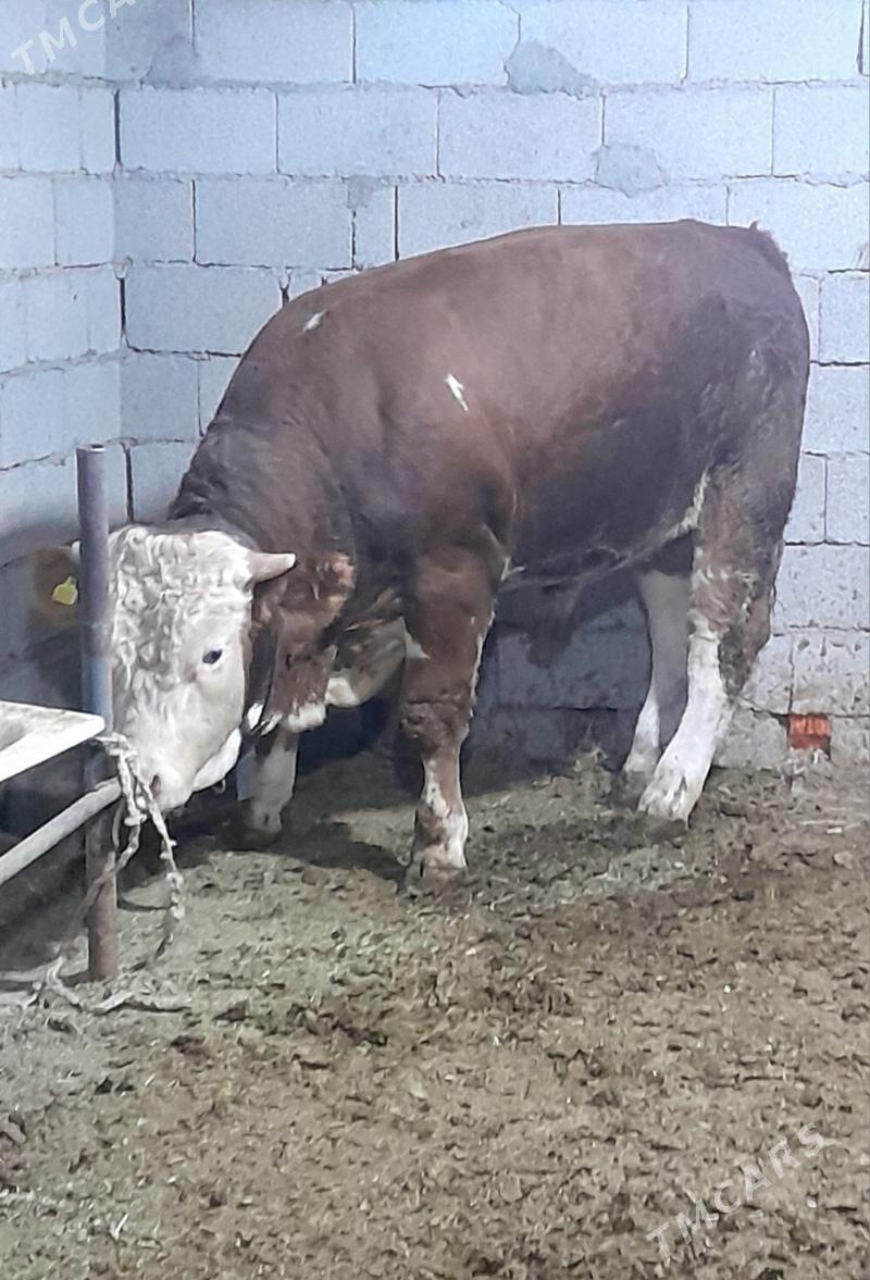 Simental Öküzler - Änew - img 4