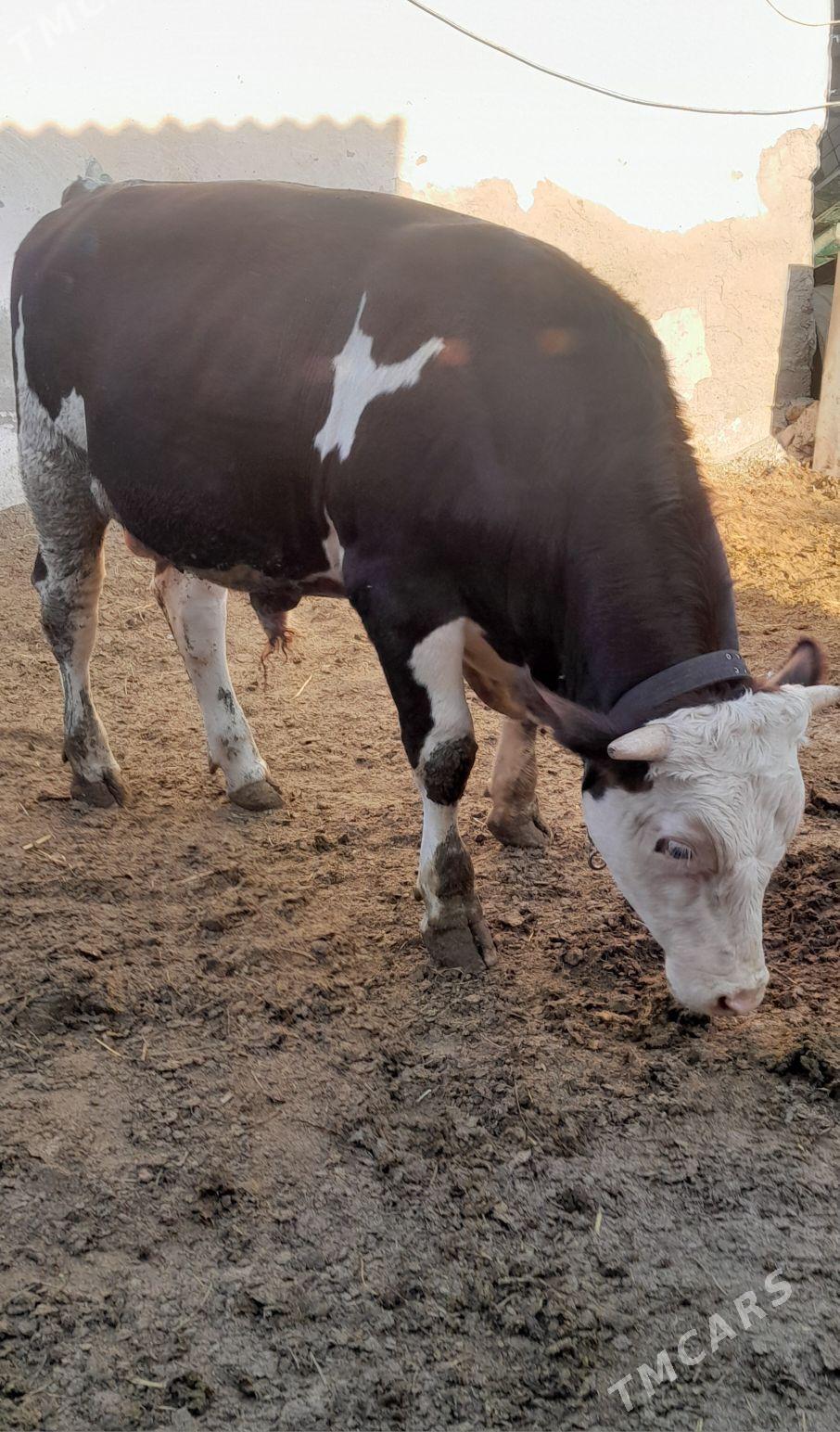 Simental Öküzler - Änew - img 7