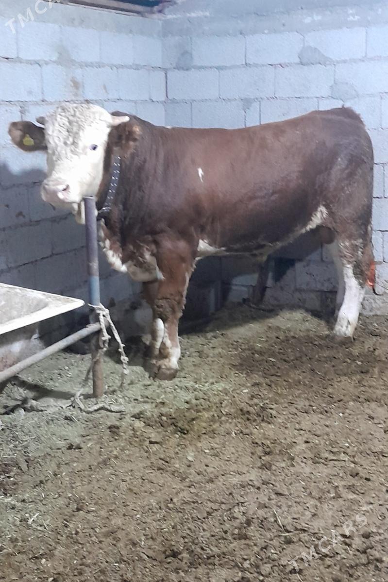 Simental Öküzler - Änew - img 5