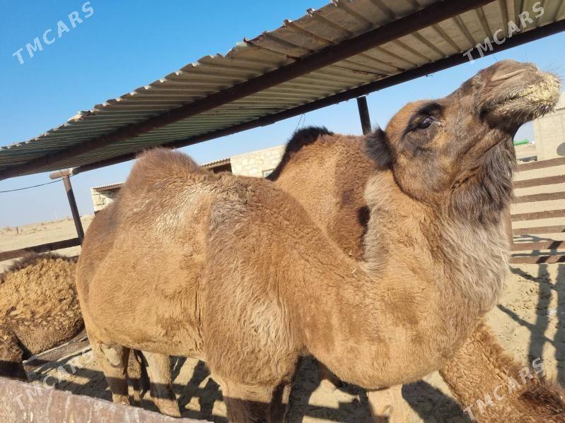 Duye - Gumdag - img 6