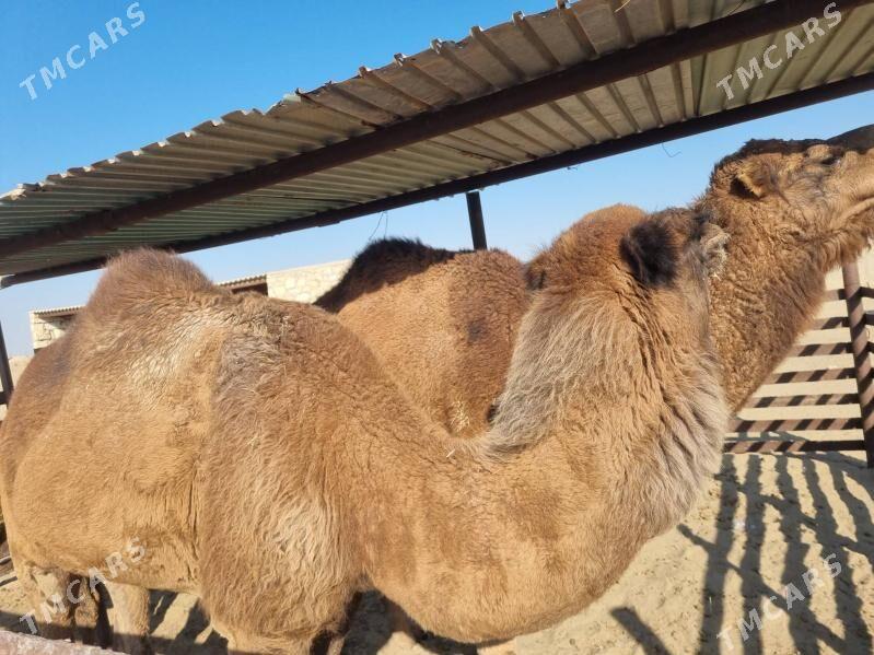 Duye - Gumdag - img 5