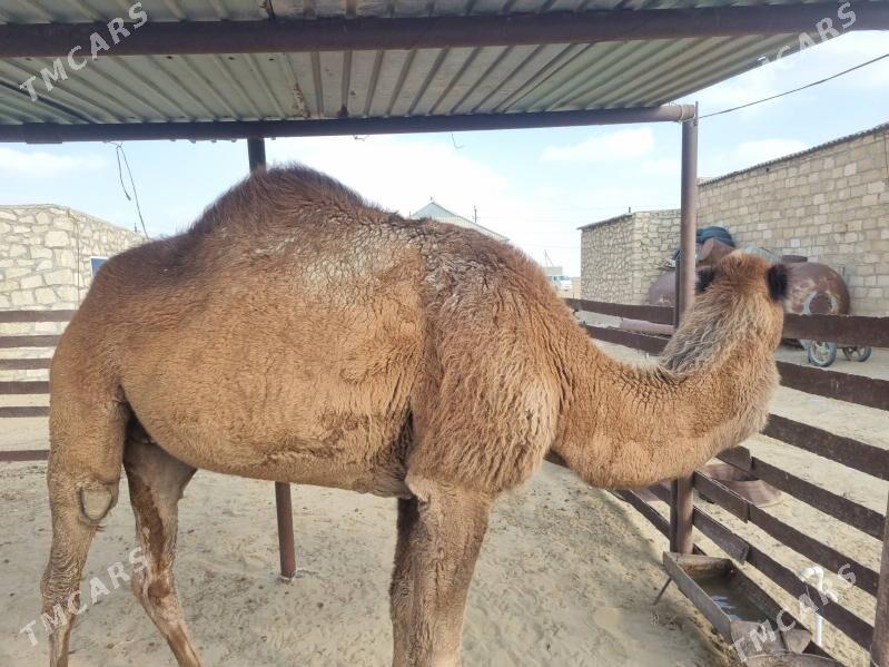 Duye - Gumdag - img 1