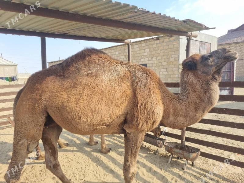 Duye - Gumdag - img 2