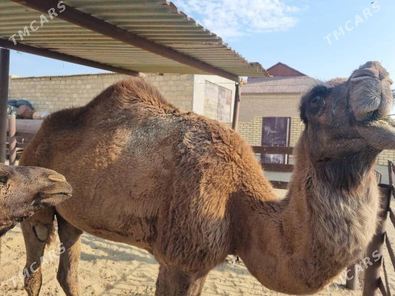 Duye - Gumdag - img 4