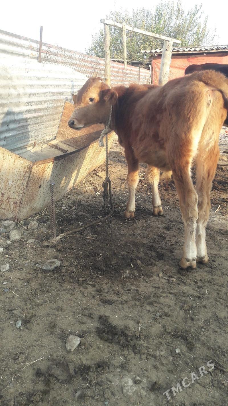 okuz - Гёкдепе - img 3