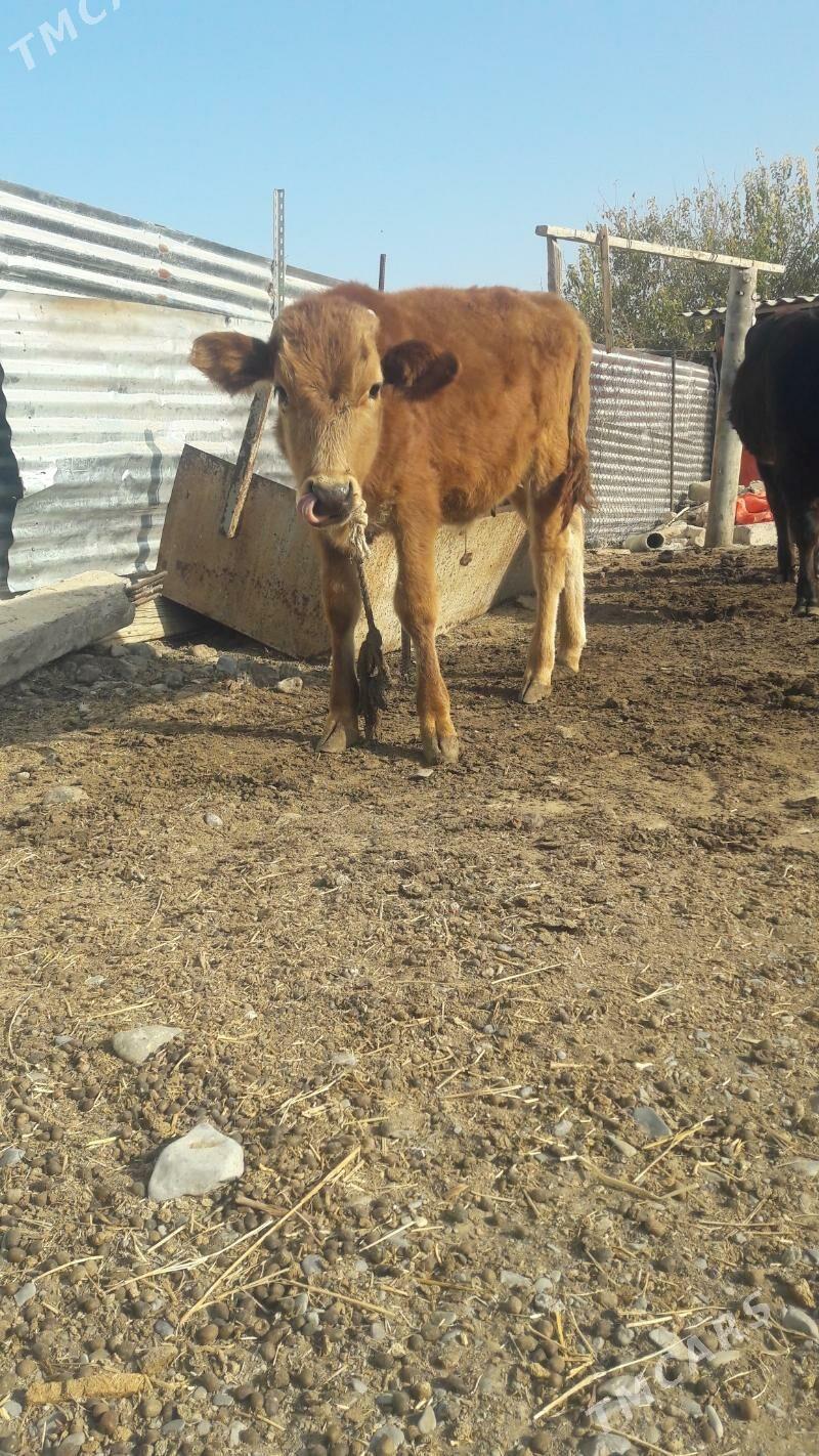 okuz - Гёкдепе - img 4