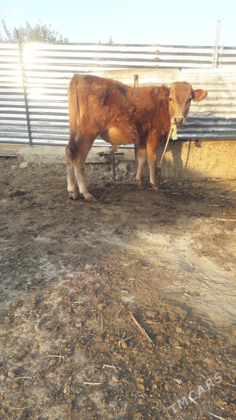 okuz - Гёкдепе - img 2