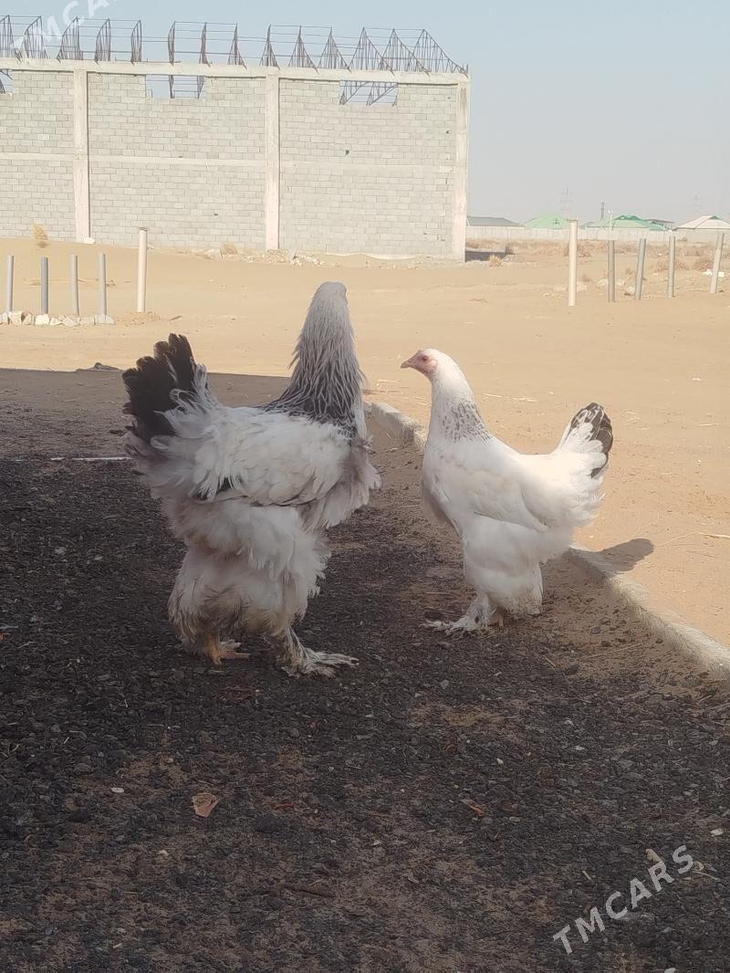 barma towuk jujesi - Änew - img 1