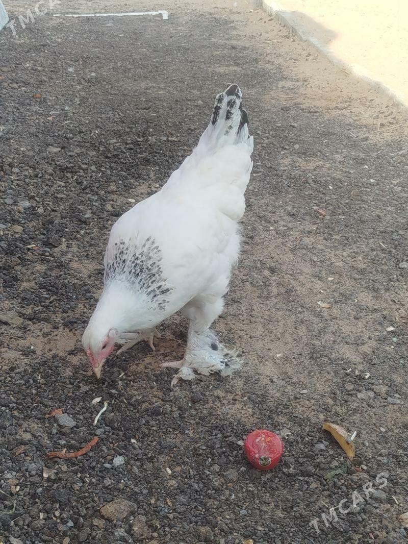 barma towuk jujesi - Änew - img 2