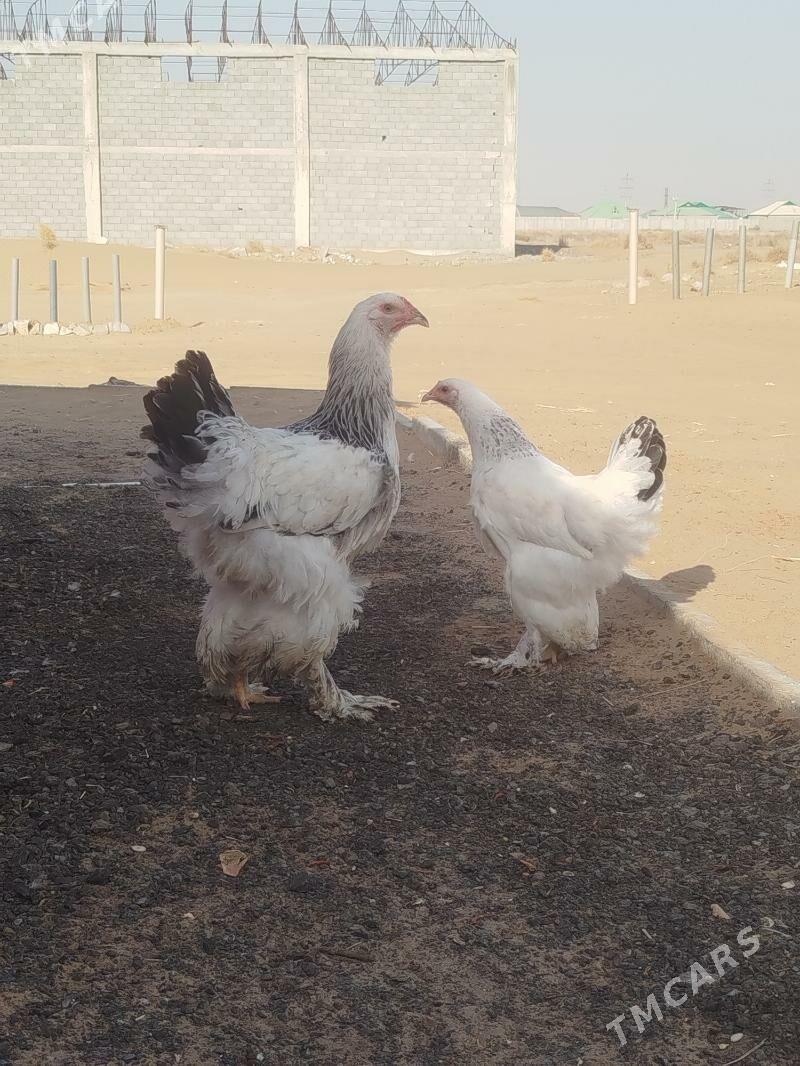 barma towuk jujesi - Änew - img 5