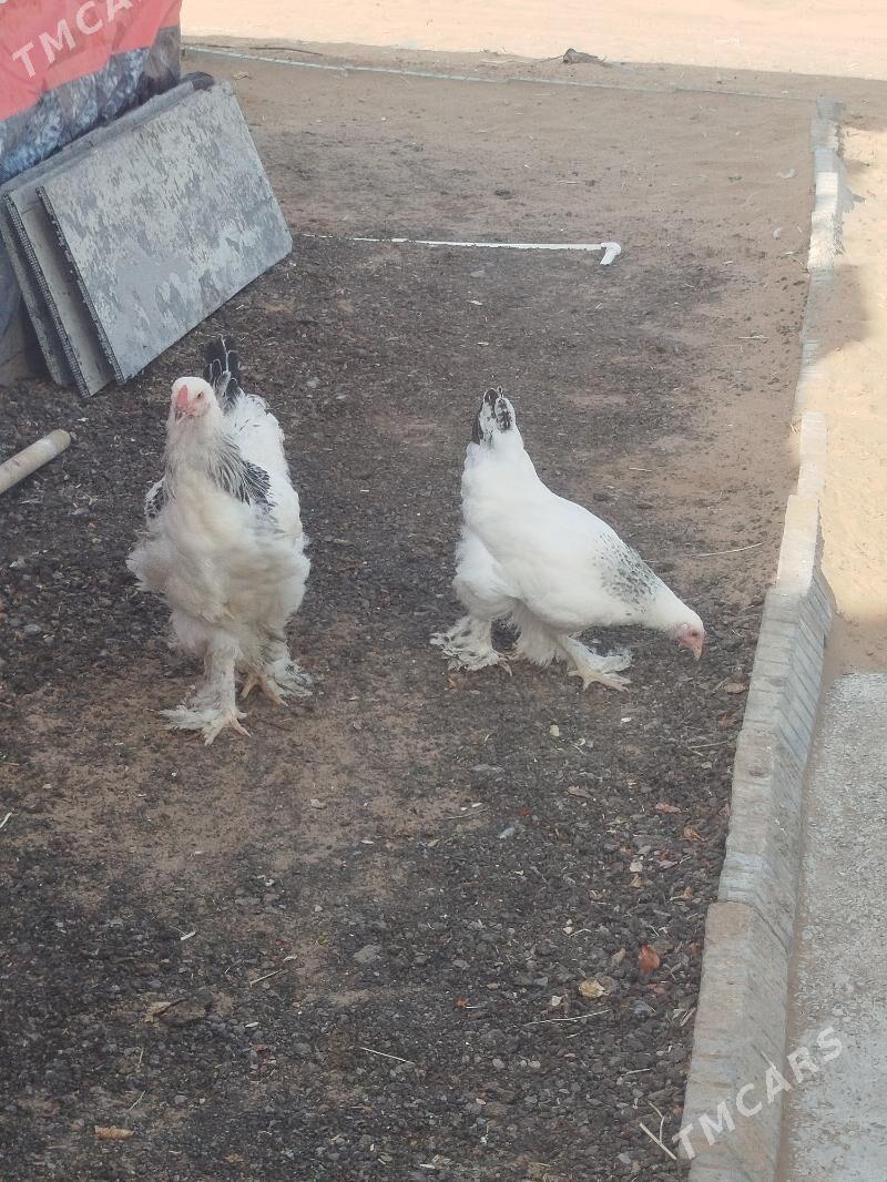 barma towuk jujesi - Änew - img 6