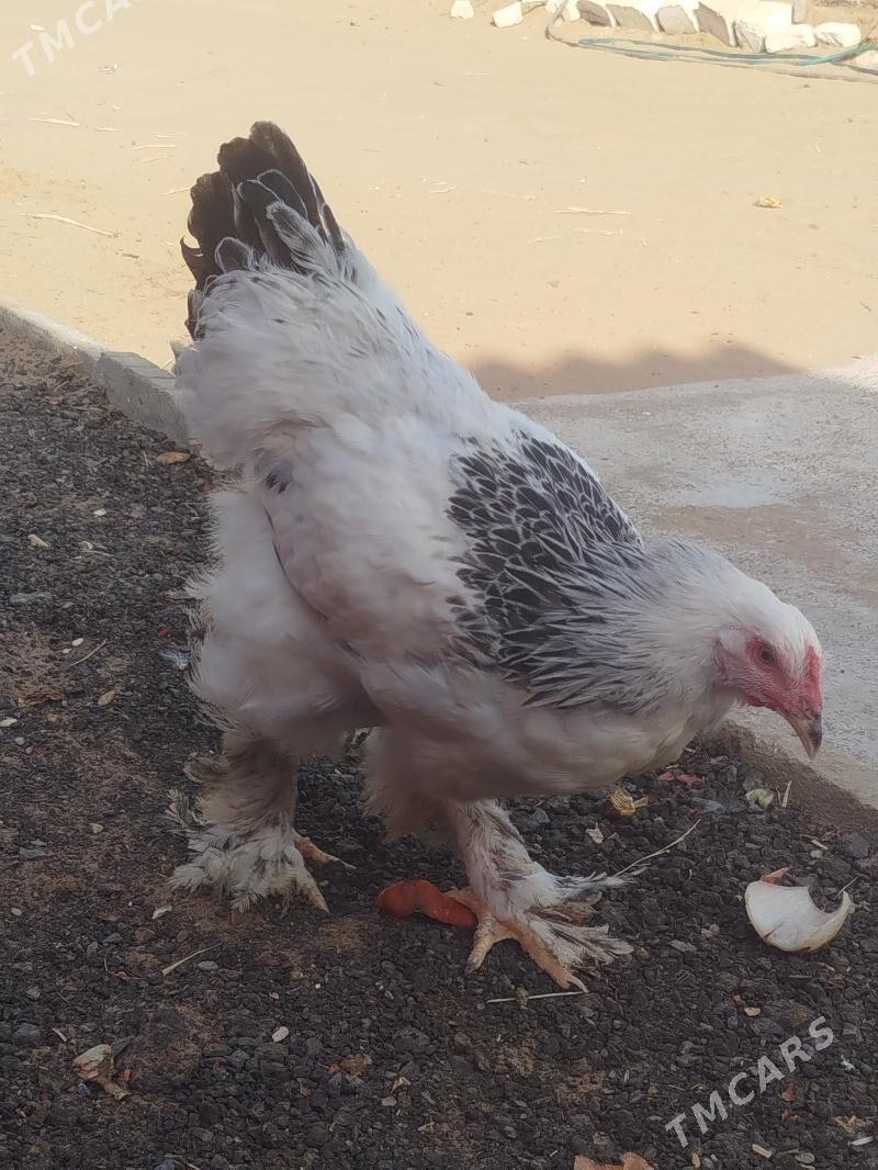 barma towuk jujesi - Änew - img 3