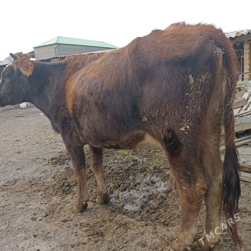 Sygyr gysyr - Ак-Бугдайский этрап - img 3