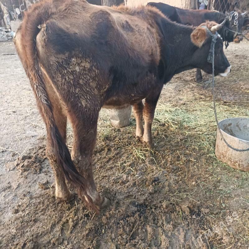 Sygyr gysyr - Ак-Бугдайский этрап - img 2