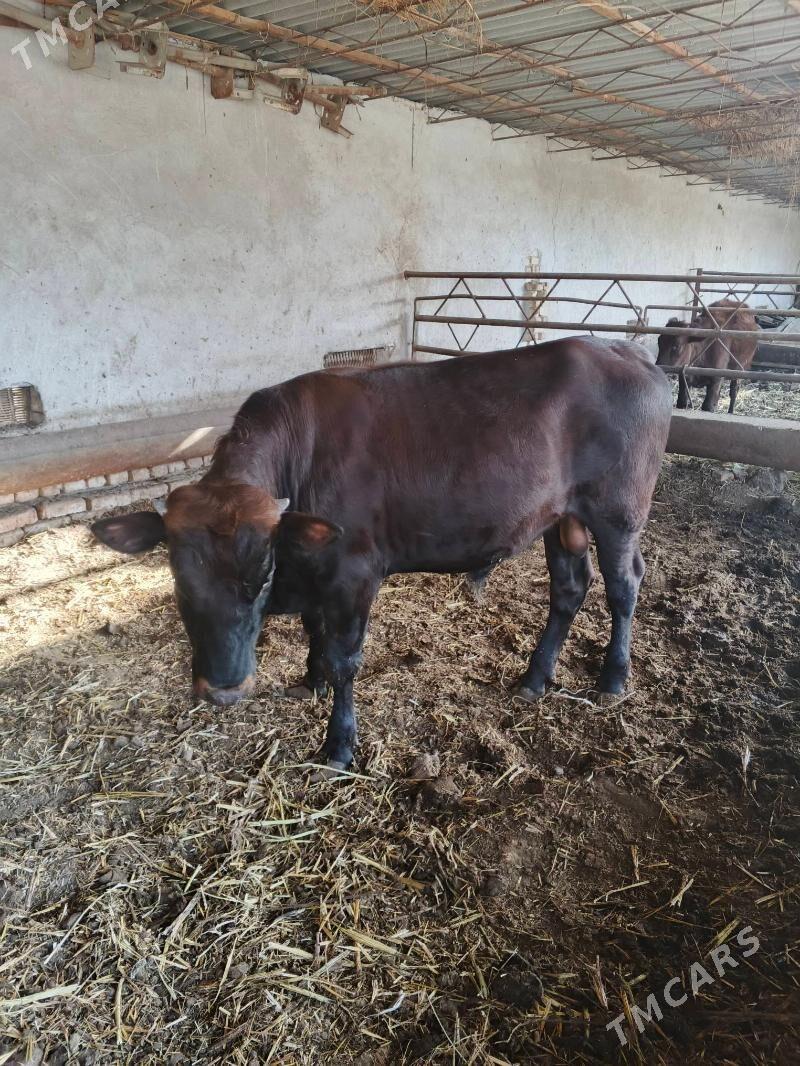 okuz - Туркменабат - img 3