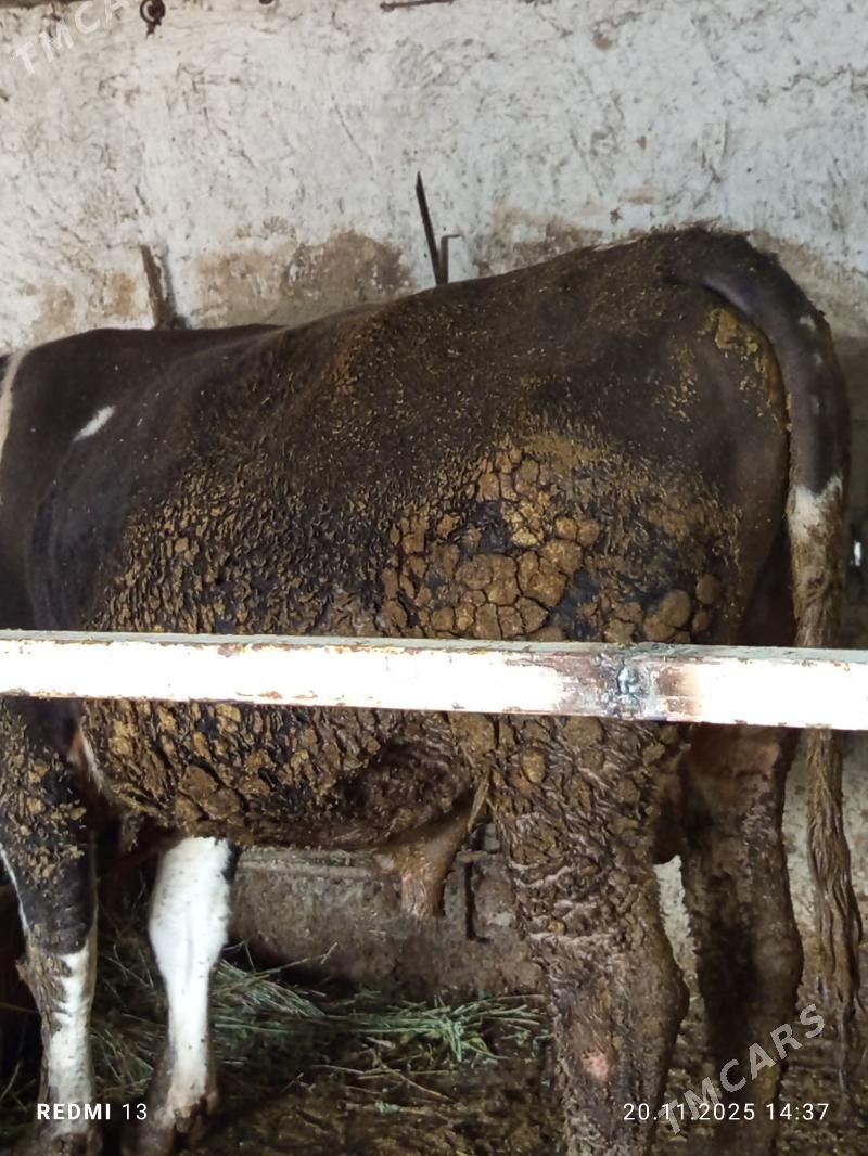 okuz - Бахарден - img 1