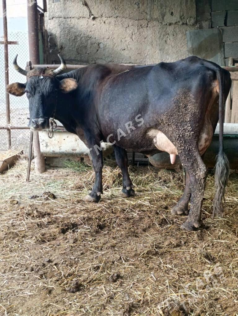 goleli sygyrlar - Wekilbazar - img 3