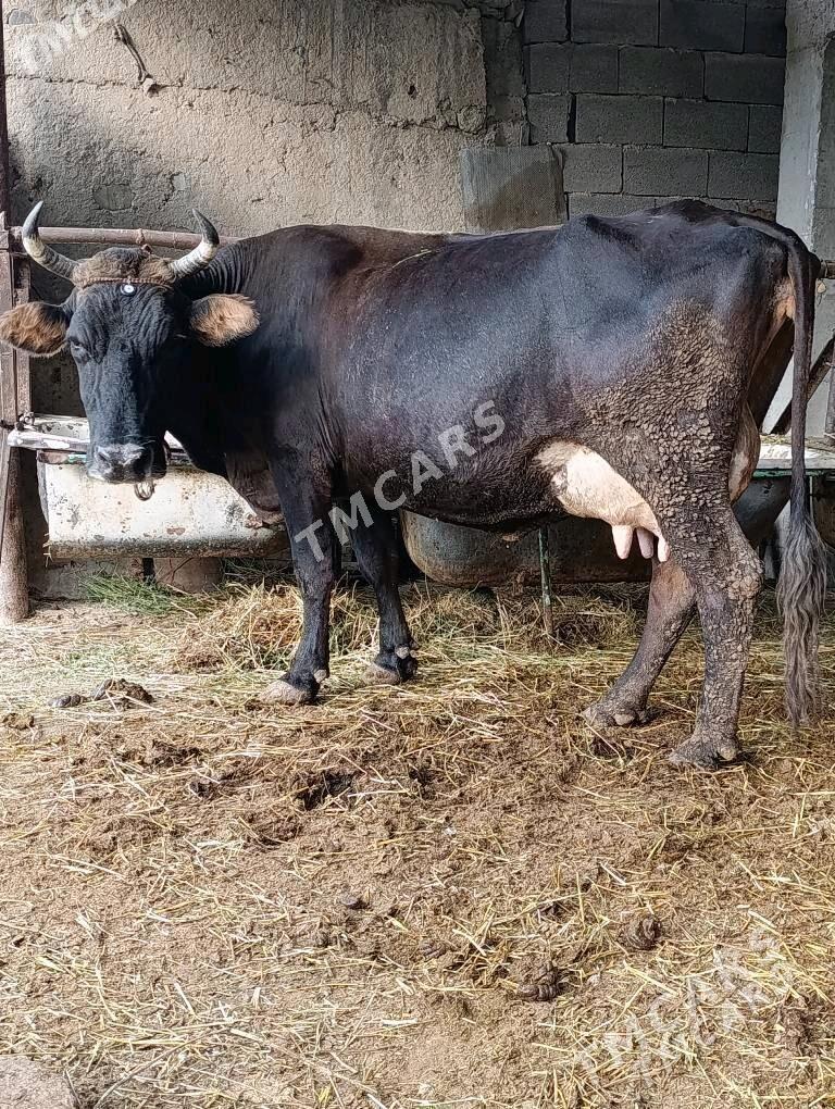 goleli sygyrlar - Wekilbazar - img 4