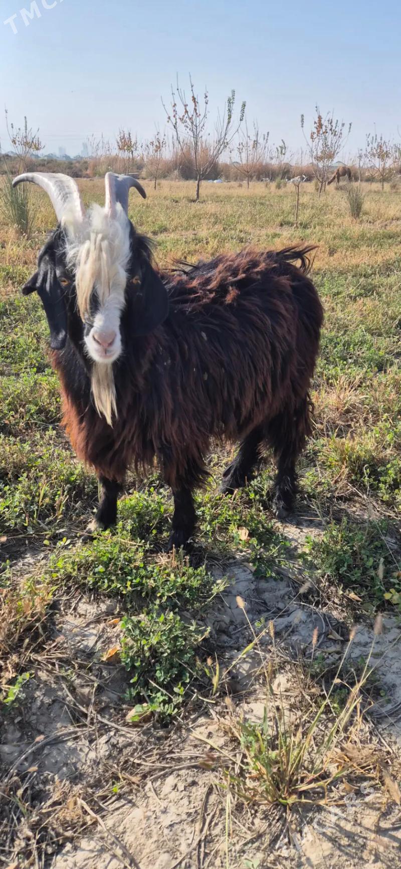 cebis - Bäherden - img 3