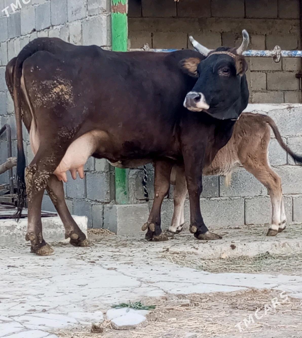 goleli sygyrlar - Wekilbazar - img 5