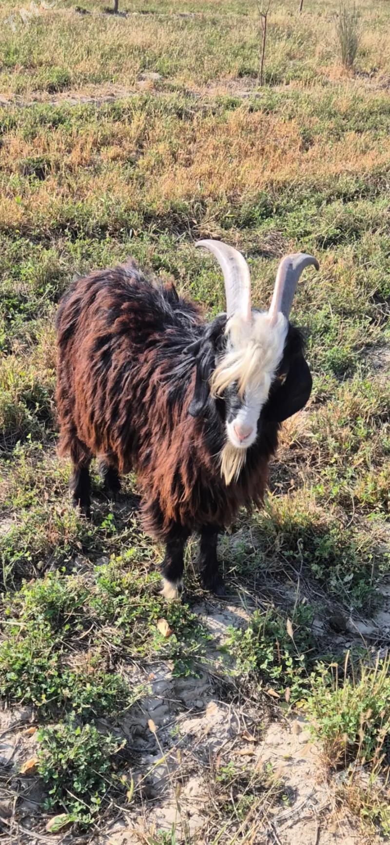 cebis - Bäherden - img 4