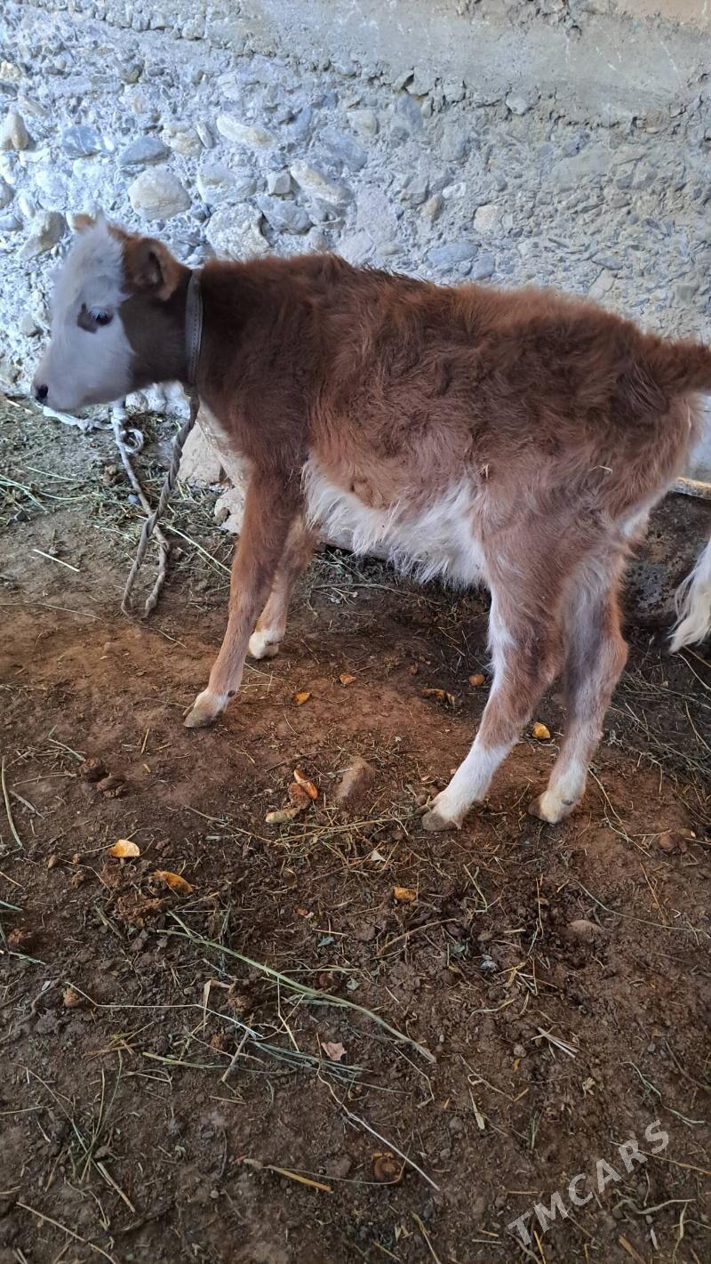 göle - Гызыларбат - img 2