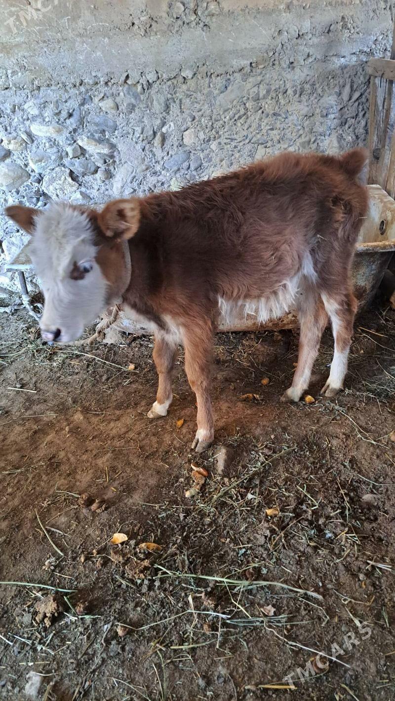 göle - Гызыларбат - img 1