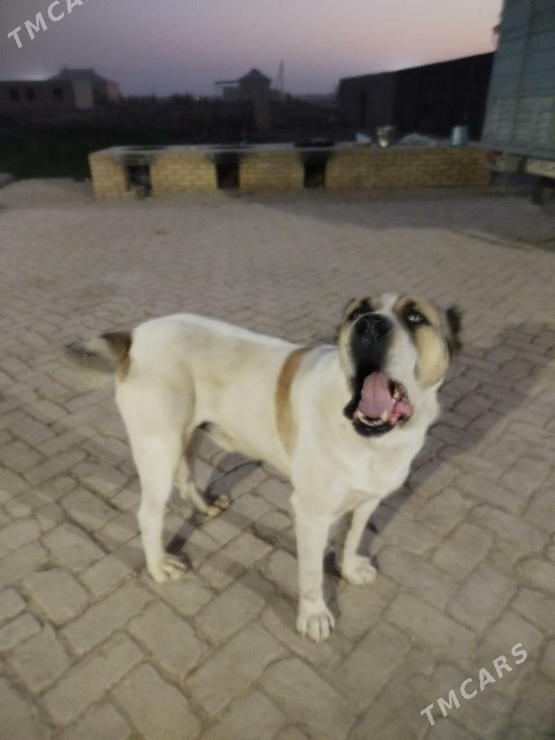 Turkmen Alabayy - Baýramaly - img 3