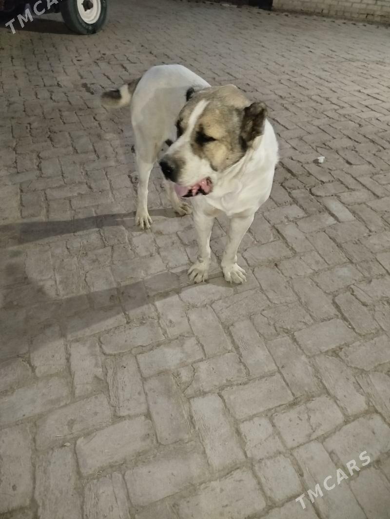 Turkmen Alabayy - Baýramaly - img 4