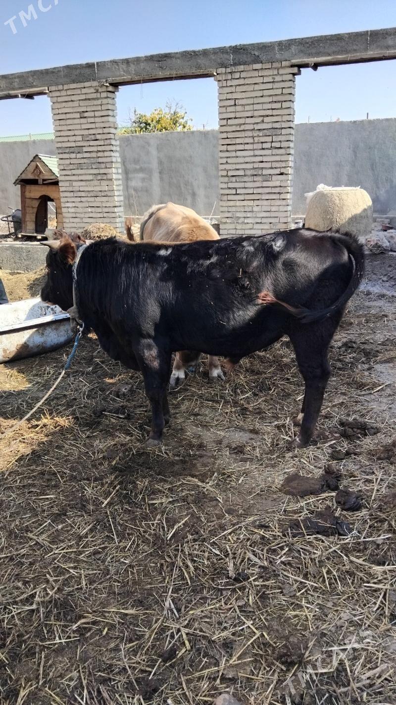 Ökiz gysyr sygyr bakylan - Гёкдепе - img 1