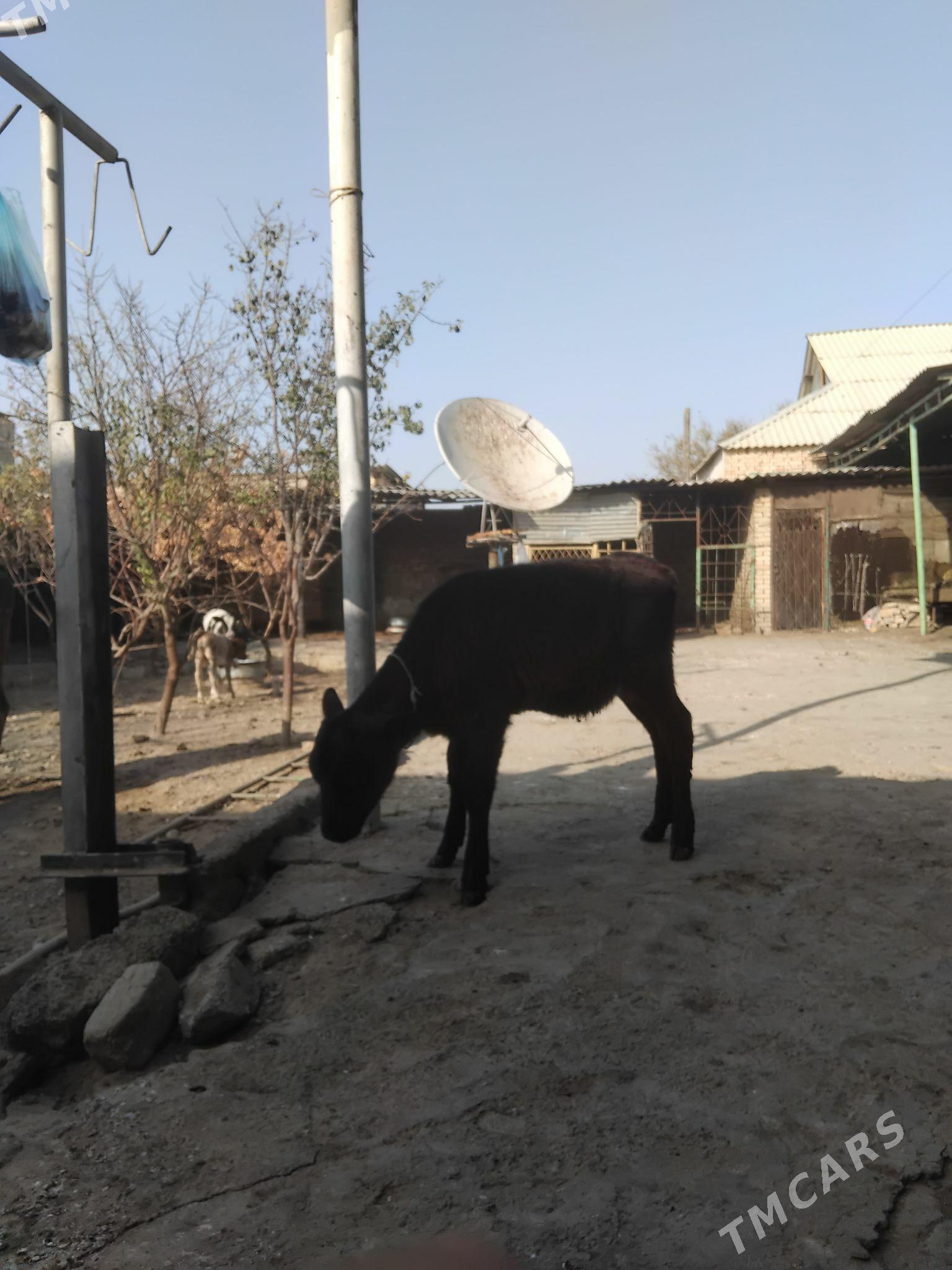 tuwe - Гарадамак Шор - img 2