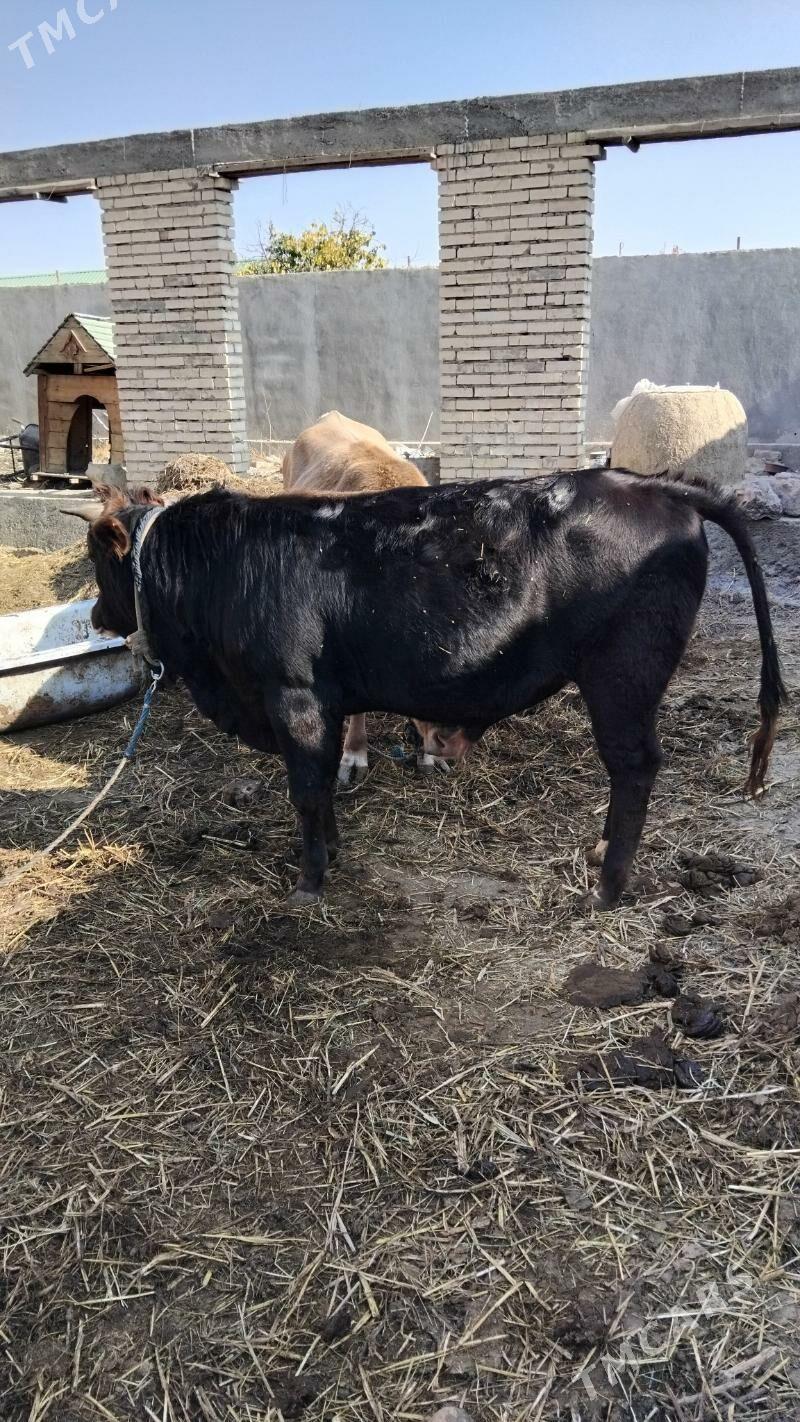 Ökiz gysyr sygyr bakylan - Гёкдепе - img 2