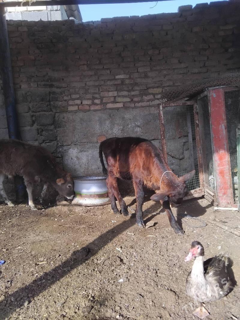 tuwe - Гарадамак Шор - img 3