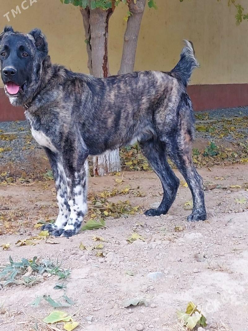 it - Aşgabat - img 1